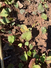 Fallopia convolvulus