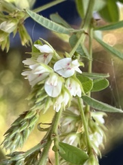 Lespedeza hirta