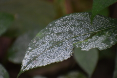 Impatiens walleriana