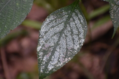 Impatiens walleriana