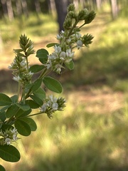 Lespedeza hirta