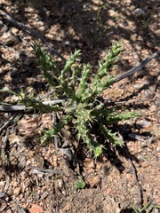 Cylindropuntia whipplei
