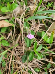 Rostellularia adscendens