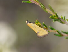 Microbela epicona
