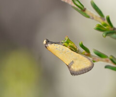 Microbela epicona