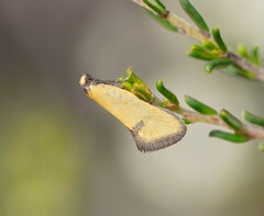 Microbela epicona