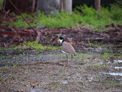 Vanellus miles novaehollandiae