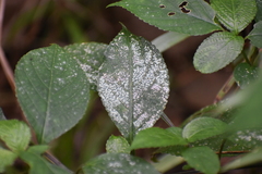 Impatiens walleriana