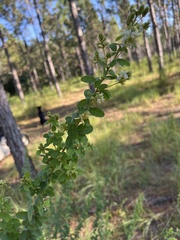 Lespedeza hirta