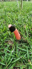 Phallus rubicundus
