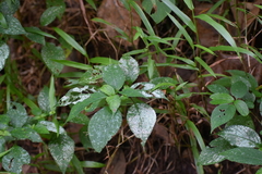 Impatiens walleriana