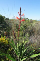 Watsonia