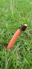 Phallus rubicundus