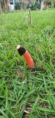 Phallus rubicundus