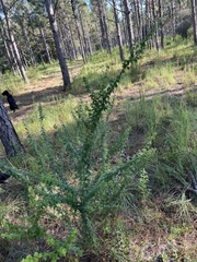 Lespedeza hirta