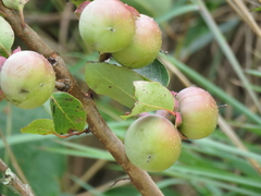 Diospyros virginiana