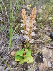 Satyrium pallens