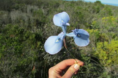 Moraea tripetala