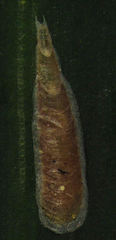 Lepidosaphes pallida