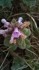 Stachys elliptica