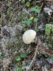 Lycoperdon excipuliforme