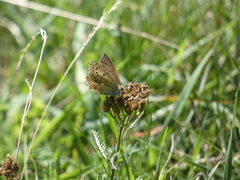Polyommatus coridon