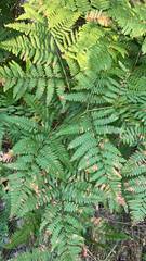 Pteridium aquilinum latiusculum