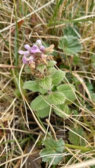 Stachys elliptica