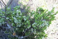 Diosma hirsuta