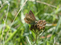 Polyommatus coridon