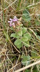 Stachys elliptica