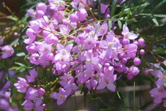 Boronia pinnata