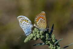 Plebejus argus