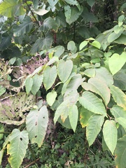 Reynoutria sachalinensis