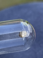 Tytthaspis sedecimpunctata