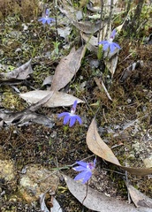 Cyanicula caerulea