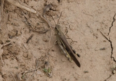 Aiolopus thalassinus