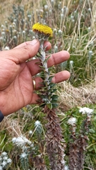 Lasiocephalus ovatus