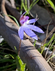 Cyanicula caerulea