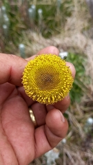 Lasiocephalus ovatus