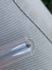 Tytthaspis sedecimpunctata