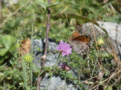 Erebia montanus