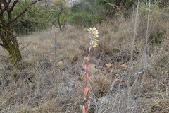 Kalanchoe thyrsiflora