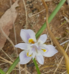 Moraea setifolia
