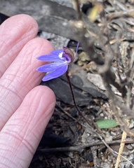 Cyanicula caerulea