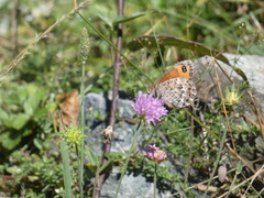 Erebia montanus