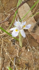 Moraea setifolia