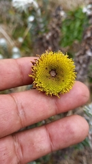 Lasiocephalus ovatus