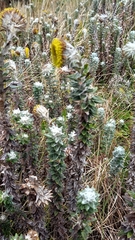 Lasiocephalus ovatus