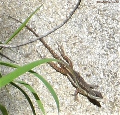 Tropidurus